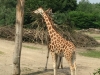 giraffe-480x640